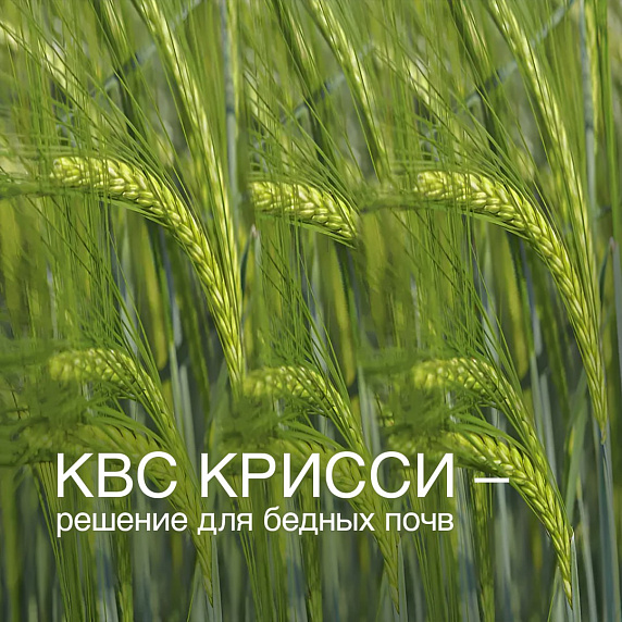 КВС КРИССИ